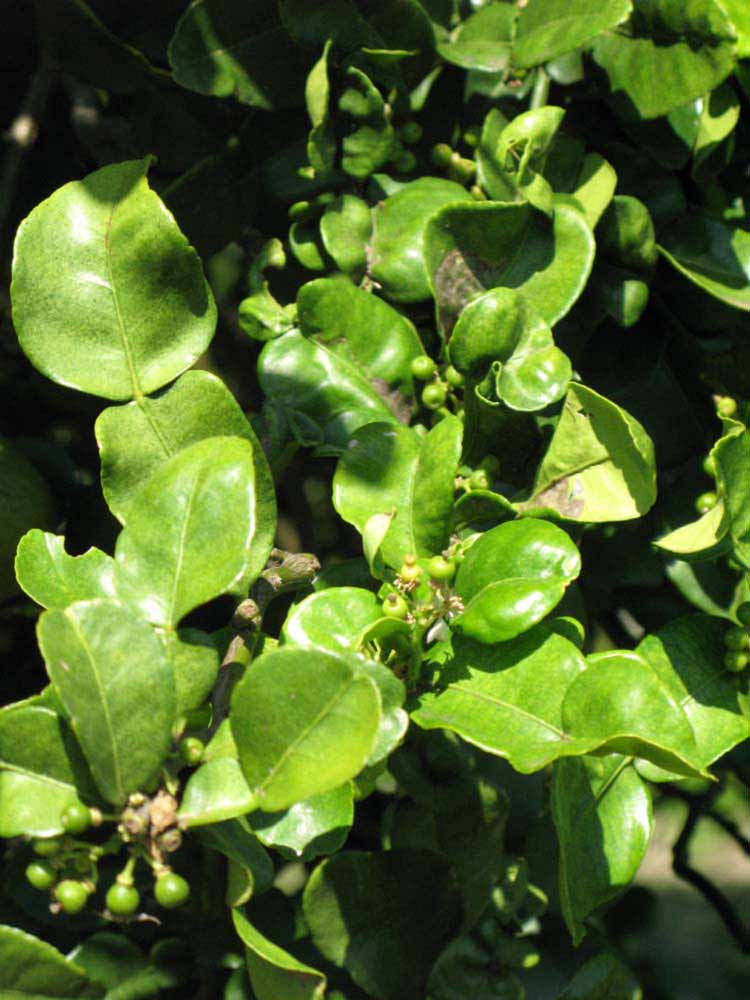                 Sun leaves (Kaffir, Winter Haven, FL)       